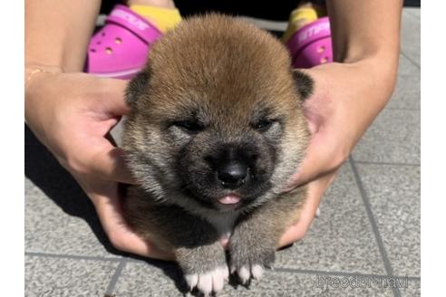 成約済の長崎県の柴犬-150518の4枚目