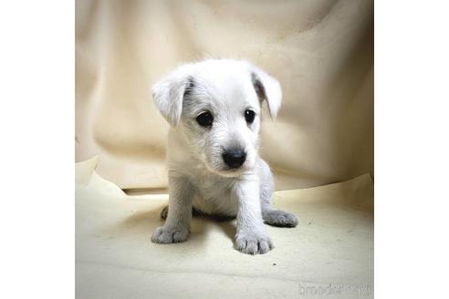 成約済の茨城県のミックス犬-148380の2枚目