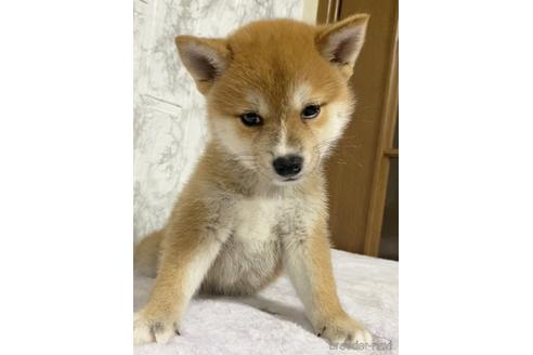 成約済の茨城県の柴犬-150452の3枚目