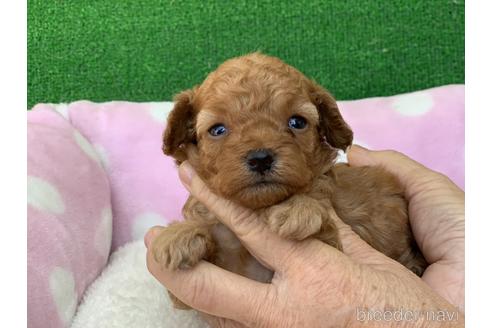 成約済の福岡県のタイニープードル-151709の1枚目