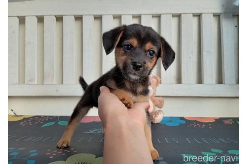 成約済の鹿児島県のミックス犬-151773の2枚目