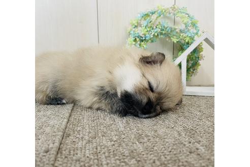 成約済の千葉県のポメラニアン-152249の11枚目