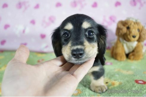 成約済の兵庫県のミニチュアダックスフンド(ロングヘアード)-153705の4枚目