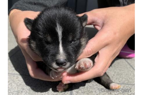 成約済の長崎県の柴犬-153722の5枚目