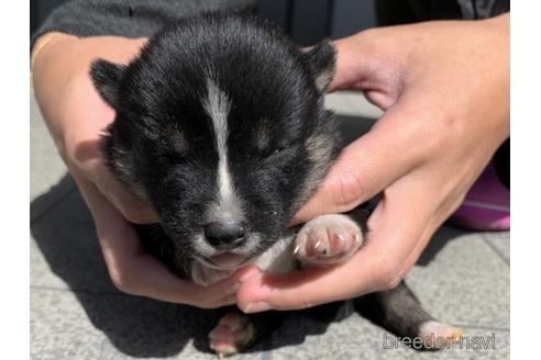 成約済の長崎県の柴犬-153722の4枚目