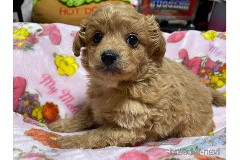 成約済の秋田県のミックス犬-150416の3枚目