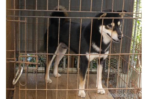 成約済の三重県の柴犬-154112の2枚目