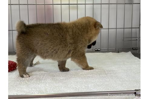 成約済の岡山県の柴犬-154141の5枚目