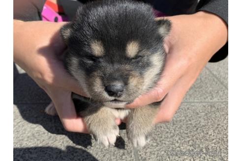 成約済の長崎県の柴犬-154273の3枚目