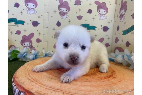 成約済の栃木県のミックス犬-155178の13枚目