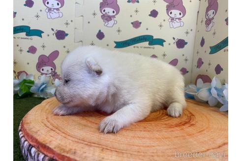 成約済の栃木県のミックス犬-155178の15枚目