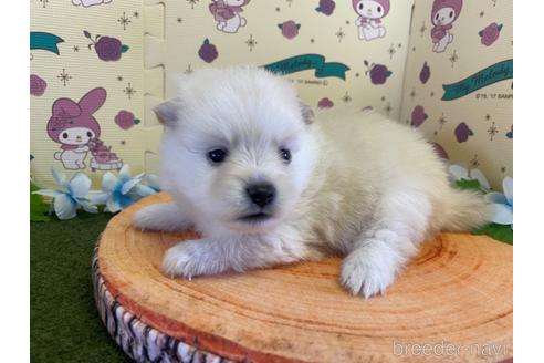 成約済の栃木県のポメラニアン-155182の11枚目