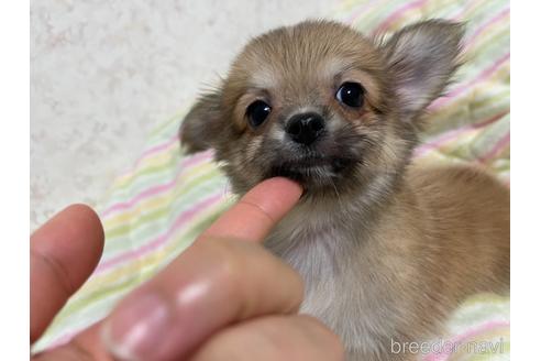 成約済の新潟県のチワワ(ロングコート)-155258の5枚目