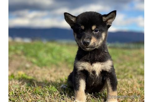 成約済の長野県の柴犬-156029の5枚目