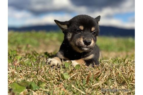 成約済の長野県の柴犬-156029の3枚目