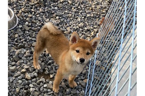 成約済の岡山県の柴犬-156763の2枚目