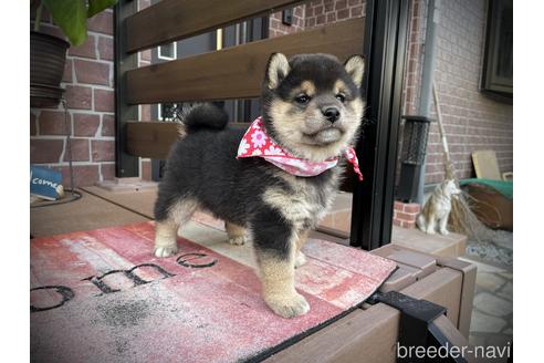 成約済の埼玉県の柴犬-155972の4枚目