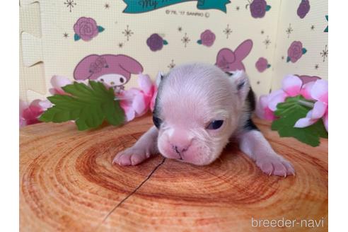 成約済の栃木県のミックス犬-159219の22枚目