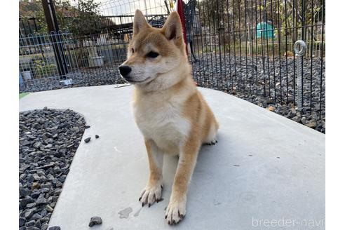 成約済の岡山県の柴犬-137914の2枚目