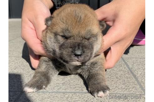 成約済の長崎県の柴犬-159367の3枚目