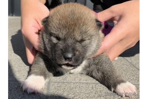 成約済の長崎県の柴犬-159370の2枚目