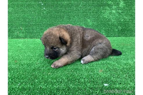 成約済の福岡県の柴犬-159984の2枚目