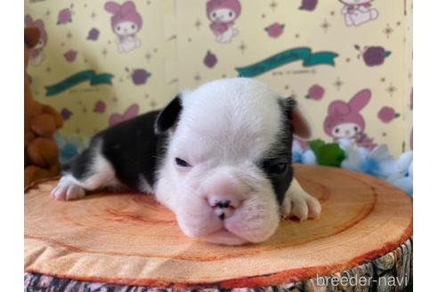 成約済の栃木県のミックス犬-160315の3枚目