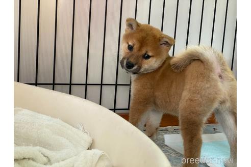 成約済の岡山県の柴犬-160508の3枚目