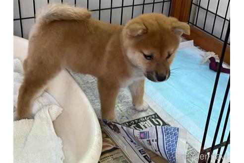 成約済の岡山県の柴犬-160508の4枚目