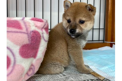 成約済の岡山県の柴犬-161054の4枚目