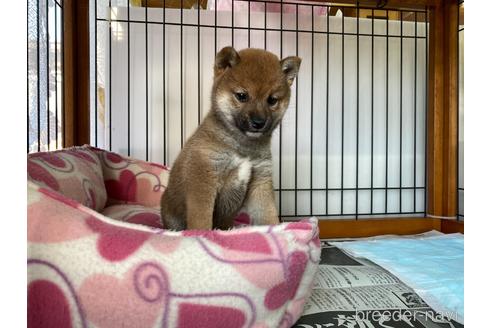 成約済の岡山県の豆柴-161319の5枚目