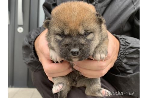 成約済の長崎県の柴犬-161487の2枚目