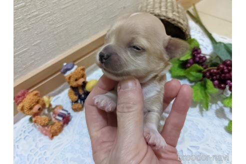 成約済の広島県のチワプー:チワワ×トイプードル-161936の16枚目