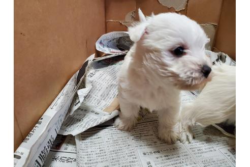 成約済の愛知県のウエストハイランドホワイトテリア(ウエスティ)-161760の5枚目