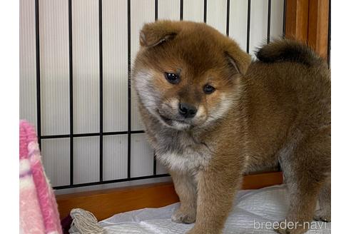 成約済の岡山県の柴犬-162584の14枚目