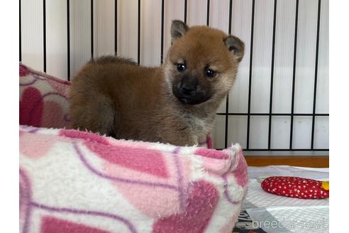 成約済の岡山県の柴犬-159249の4枚目