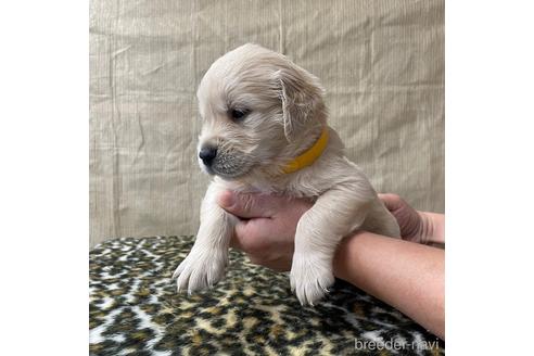 成約済の愛知県のゴールデンレトリーバー-163375の1枚目