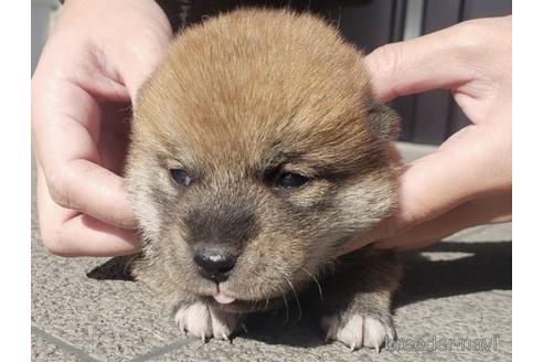 成約済の長崎県の柴犬-163624の4枚目