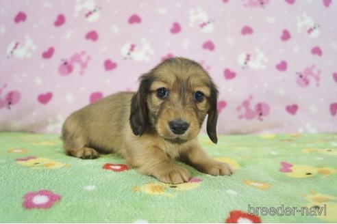 成約済の兵庫県のカニンヘンダックスフンド(ロングヘアード)-164351の3枚目