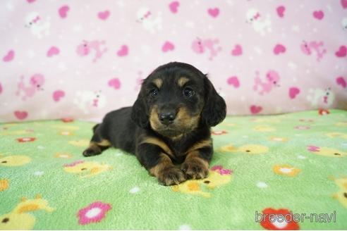 成約済の兵庫県のミニチュアダックスフンド(ロングヘアード)-164921の4枚目