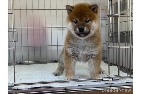 成約済の岡山県の柴犬-165664の4枚目