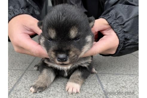 成約済の長崎県の柴犬-165984の1枚目