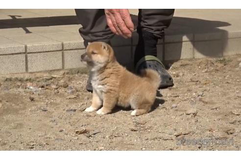 成約済の佐賀県の豆柴-167518の2枚目