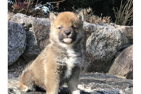 成約済の愛知県の柴犬-166785の7枚目