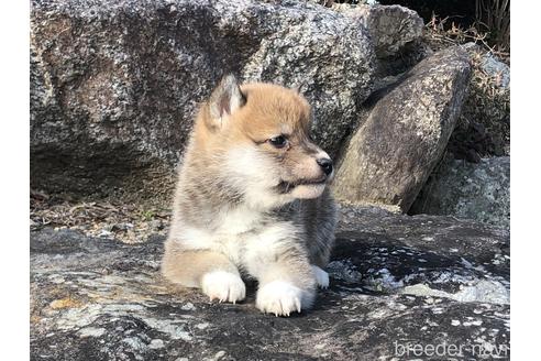 成約済の愛知県の柴犬-166783の3枚目