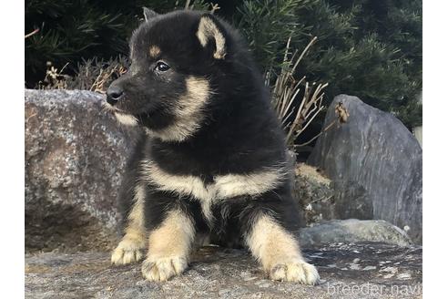 成約済の愛知県の柴犬-166780の8枚目