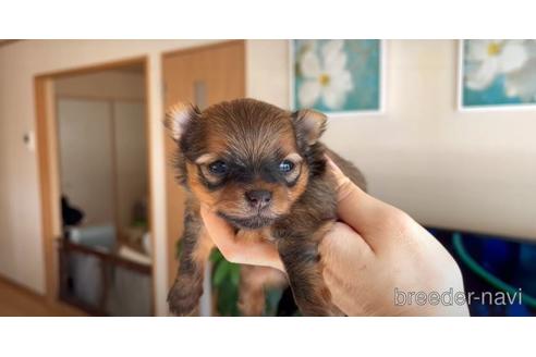 成約済の岐阜県のポメラニアン-168855の1枚目