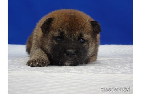 成約済の愛知県の柴犬-169058の6枚目