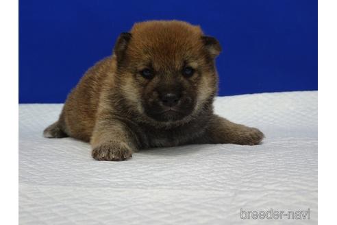 成約済の愛知県の柴犬-169071の2枚目