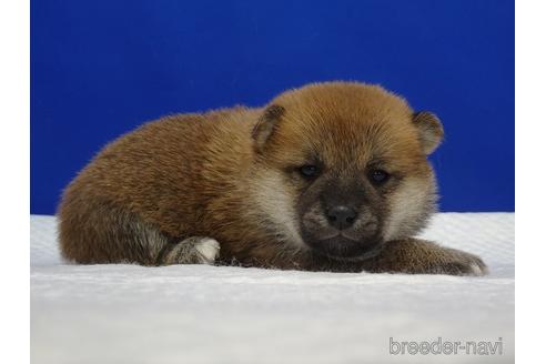 成約済の愛知県の柴犬-169075の4枚目